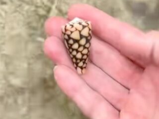 TikTokerが沖縄で触った“死の貝”。この夏、ビーチに行く前に知っておきたい美しくも恐ろしい危険生物