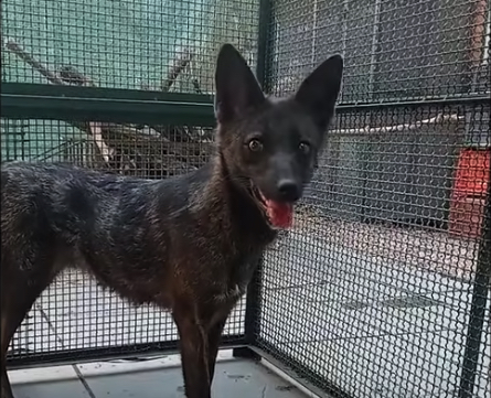 存在するはずのない「犬とキツネの雑種」その数奇な運命、670万年の進化を飛び越えた奇跡の画像2