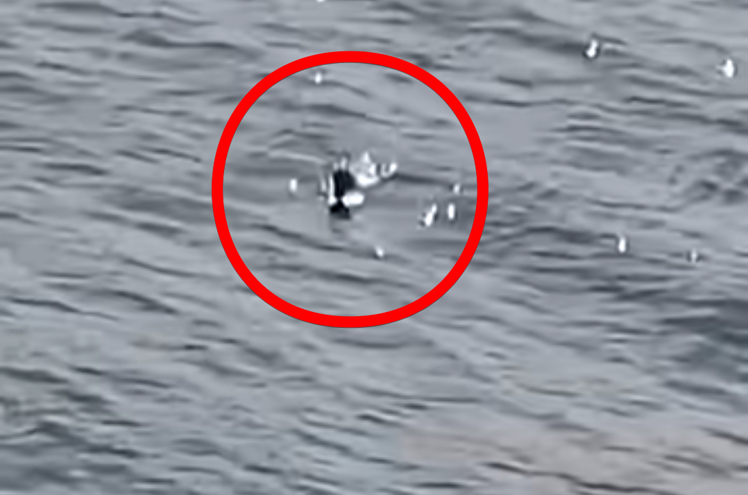 ネッシーの「頭」か!? 湖から出たり沈んだりする衝撃映像が撮影されるの画像1