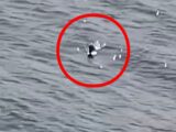 ネッシーの「頭」か!? 湖から出たり沈んだりする衝撃映像が撮影される