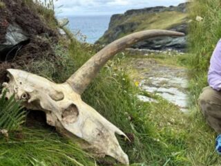 伝説のユニコーンか、ただの奇形か？ 聖地で発見された“一本角の頭蓋骨”、地元のパブで“飲み放題ビール”と交換されてしまう