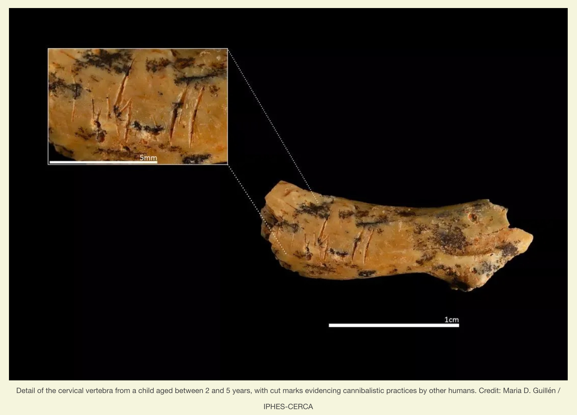古代人類にとって子供は“食料”だった… 首を切断された骨が明かす、初期人類の壮絶なカニバリズムの画像2