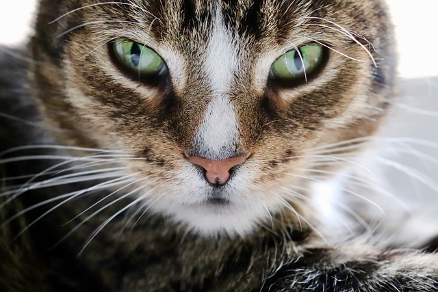 飼いネコの起源は「生贄」だった? 通説を覆す新研究が解き明かす、古代エジプトと猫のミステリアスな関係の画像2