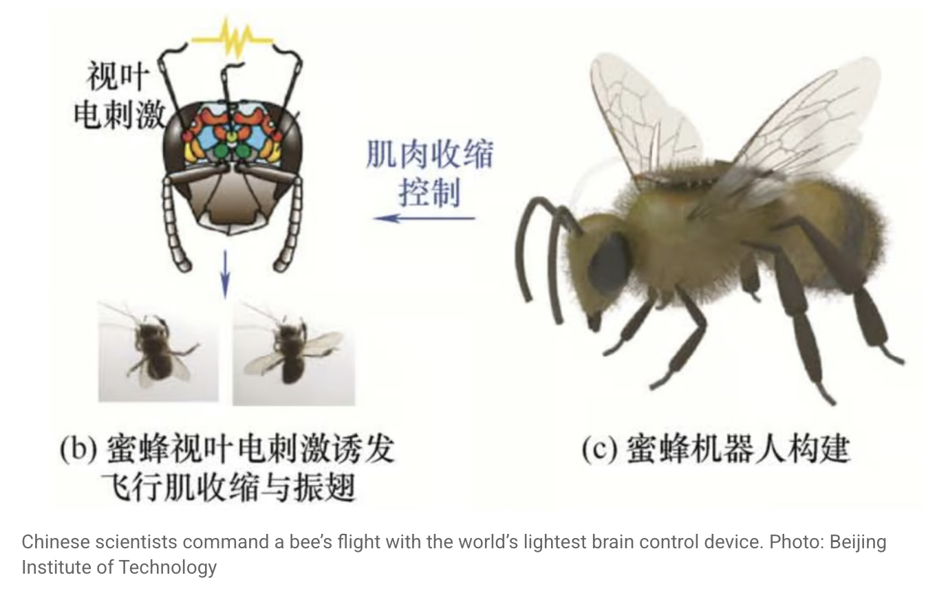 中国発、脳をハックされた「サイボーグ蜂」の衝撃!人類の救世主か、新たな兵器かの画像2
