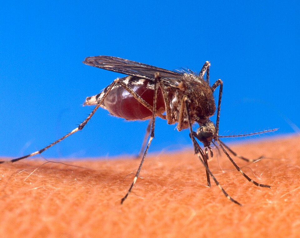 悪夢の再来か… 中国で“激痛ウイルス”が蔓延 ― 人々が震える「チクングニア熱」恐怖の現場の画像4