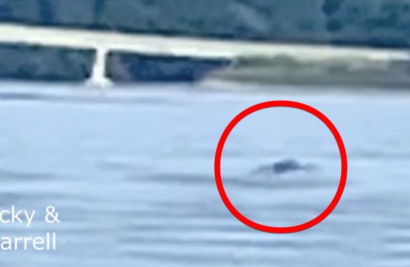シャンプレーン湖の怪物「チャンプ」か！？犬の散歩中に“黒いこぶ”が泳ぐ衝撃映像の画像1