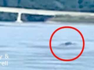 シャンプレーン湖の怪物「チャンプ」か！？犬の散歩中に“黒いこぶ”が泳ぐ衝撃映像