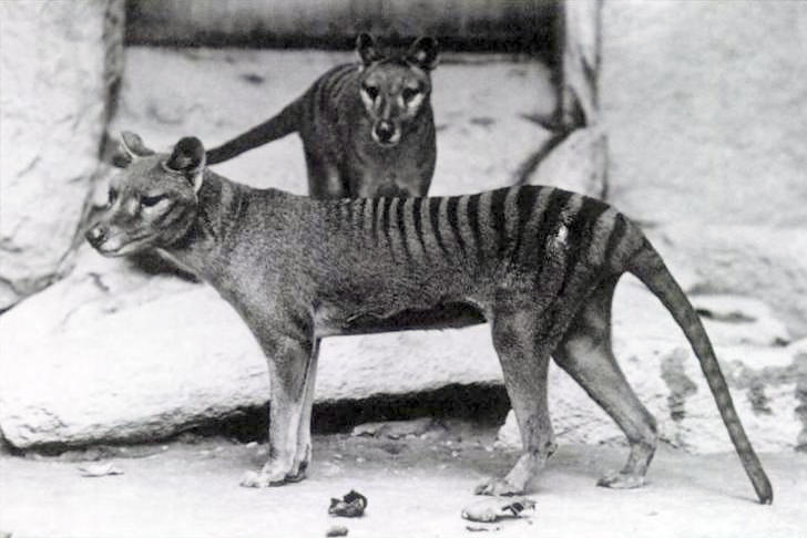 絶滅したタスマニアタイガー、100年前の“バケツの中の頭”から復活へ… 科学が“神の領域”に踏み込む日の画像1