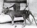 絶滅したタスマニアタイガー、100年前の“バケツの中の頭”から復活へ… 科学が“神の領域”に踏み込む日