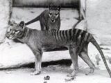 絶滅したタスマニアタイガー、100年前の“バケツの中の頭”から復活へ… 科学が“神の領域”に踏み込む日