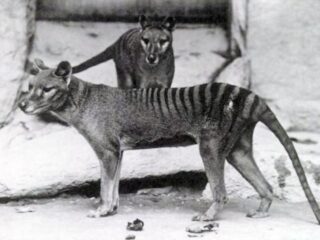 絶滅したタスマニアタイガー、100年前の“バケツの中の頭”から復活へ… 科学が“神の領域”に踏み込む日