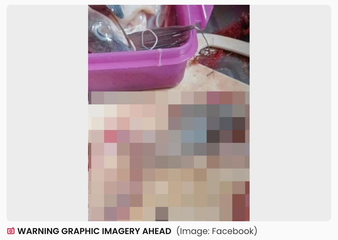 【閲覧注意】巨大ナマズの腹から“人間の手”? 釣り人が遭遇した戦慄のミステリーの画像1