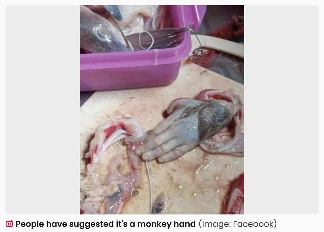 【閲覧注意】巨大ナマズの腹から“人間の手”? 釣り人が遭遇した戦慄のミステリーの画像2