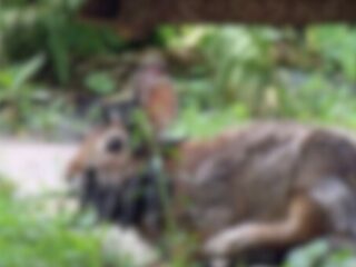 「絶対に触るな」専門家が警告、頭から“触手”が生えたウサギが急増。伝説のUMA“ジャッカロープ”との共通点も？