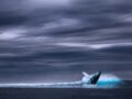 静寂が示す海洋生態系の“リアルな危機”… なぜシロナガスクジラは歌うのをやめたのか？
