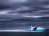 静寂が示す海洋生態系の“リアルな危機”… なぜシロナガスクジラは歌うのをやめたのか?