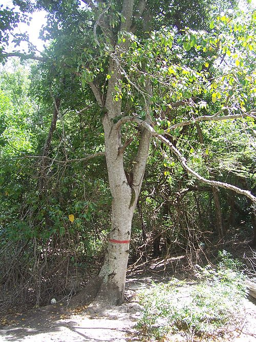 触れただけで失明、雨宿りすら痛みを伴う“世界で最も危険な木”「マンチニール」とはの画像3