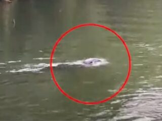 専門家も頭を抱える“謎の生物”、英国の川で撮影される！