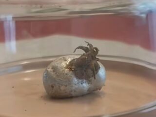 隕石から“エイリアン”が成長？ 触手を伸ばす謎の生命体にSNS騒然 ― これは本物か、壮大なデマか