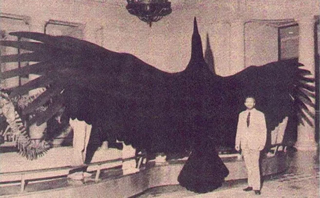 現代に現れた“翼竜”と“伝説のサンダーバード” ― 絶滅したはずの巨大生物はまだ生きているのか？の画像1