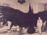 現代に現れた“翼竜”と“伝説のサンダーバード” ― 絶滅したはずの巨大生物はまだ生きているのか?