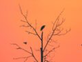 1970年以降北米で約30億羽の鳥が消滅