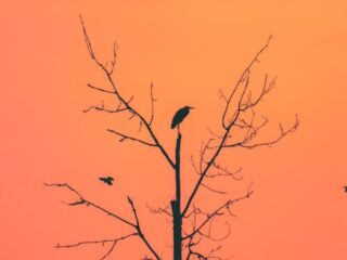 “30億羽の鳥が消えた”… 渡り鳥に異常行動、人類の食糧危機と“第6の大量絶滅”の始まりなのか