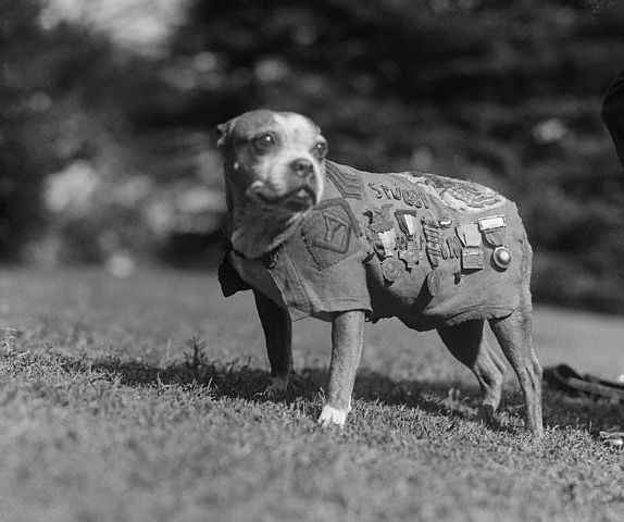 【衝撃の実話】昏睡状態の飼い主を“心臓マッサージ”で救ったウサギ、毒ガスを察知した軍曹犬… 信じがたい奇跡を起こした6匹のヒーローの画像6