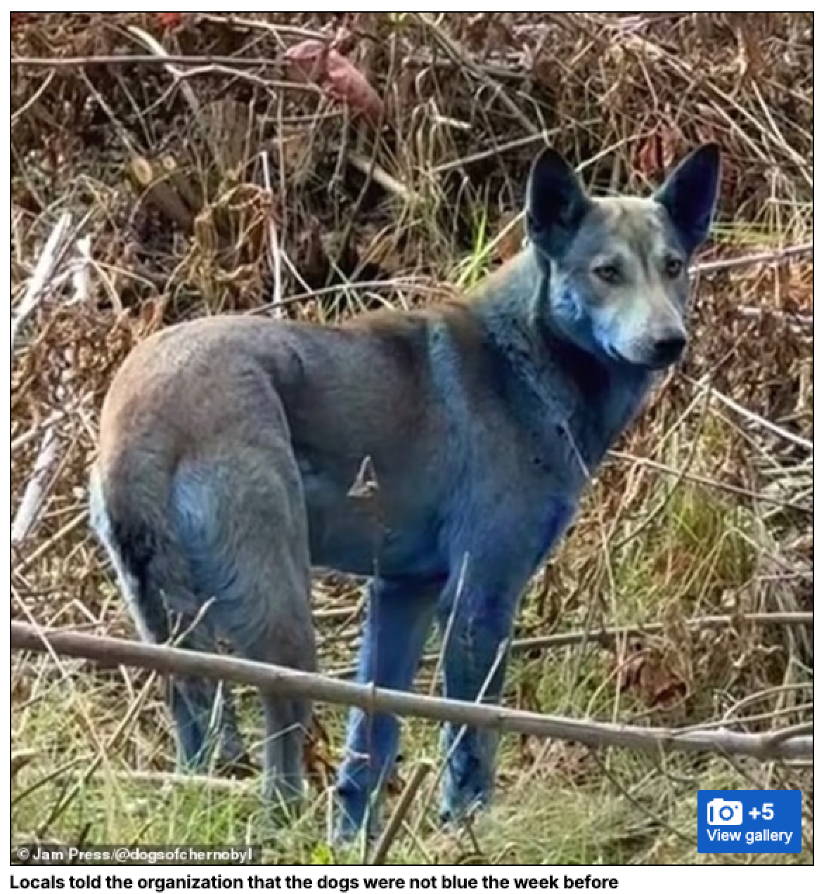 チェルノブイリに現れた“青い犬”の謎… 放射能が生んだ“ミュータント”か、それとも新たなる進化の兆候かの画像1