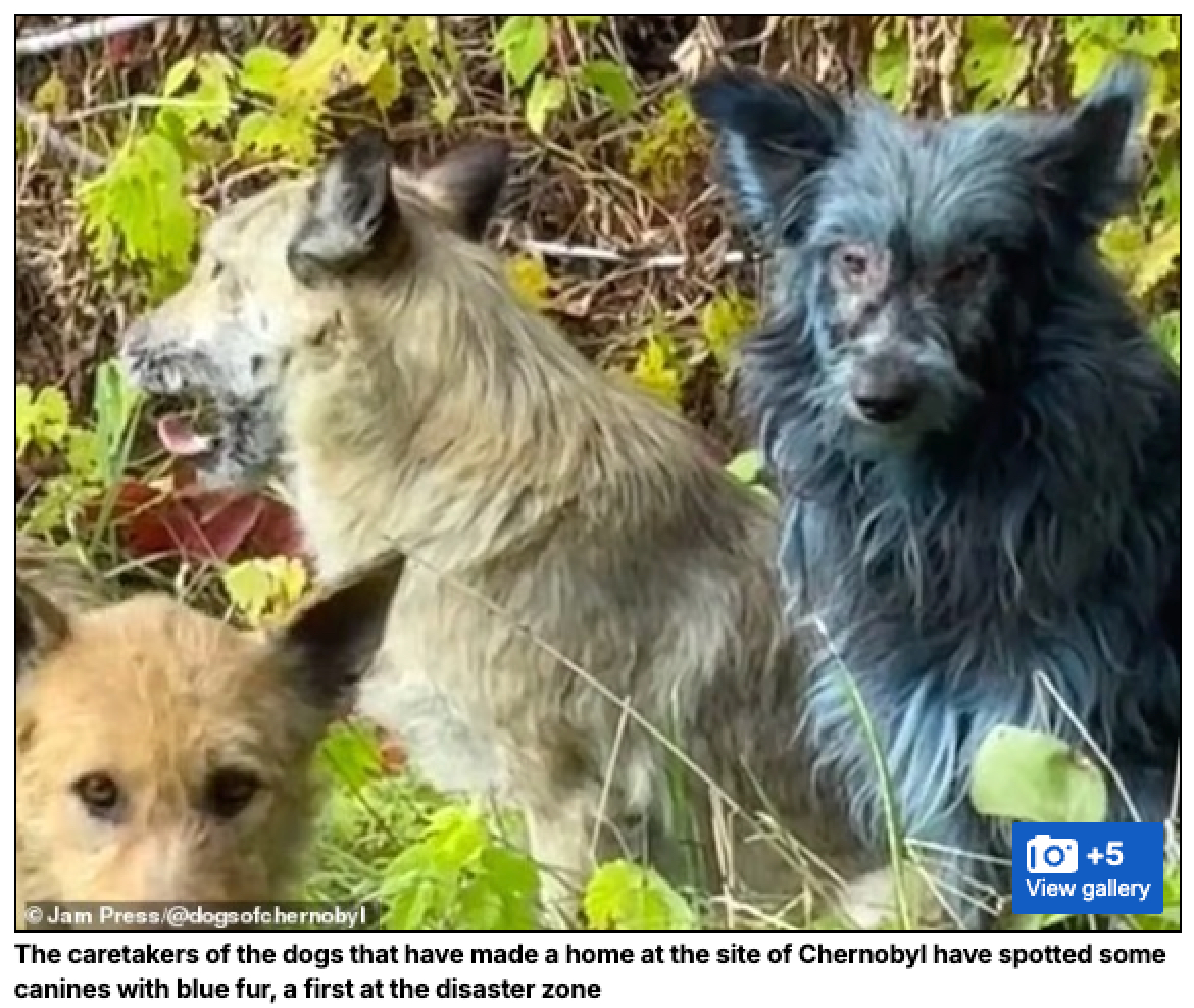 チェルノブイリに現れた“青い犬”の謎… 放射能が生んだ“ミュータント”か、それとも新たなる進化の兆候かの画像2