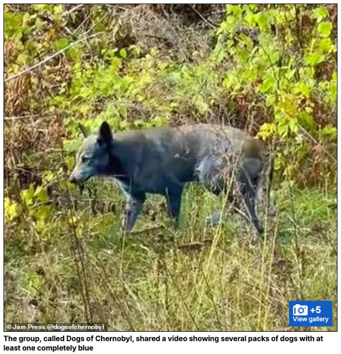 チェルノブイリに現れた“青い犬”の謎… 放射能が生んだ“ミュータント”か、それとも新たなる進化の兆候かの画像3