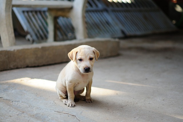 法廷騒然… 殺人事件の証言台に立ったのは“1匹の犬”だった ― 信じがたい方法で難事件を解決した7匹のヒーローの画像7