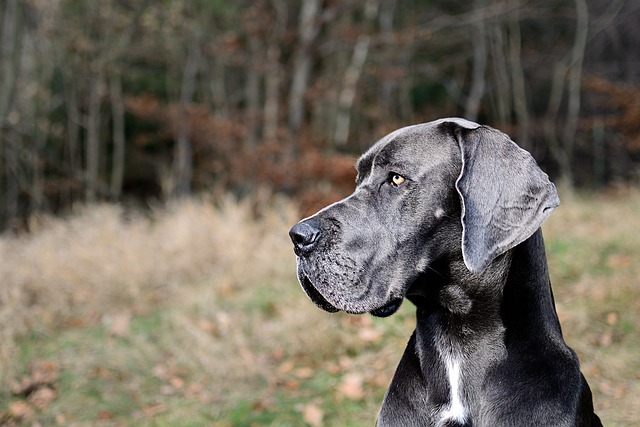 法廷騒然… 殺人事件の証言台に立ったのは“1匹の犬”だった ― 信じがたい方法で難事件を解決した7匹のヒーローの画像3