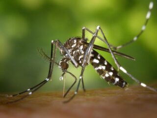 悪夢か、救世主か… 週に2億匹の“蚊”を生産する世界最大の工場が誕生、その驚くべき目的とは