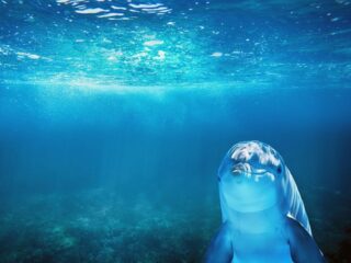 “脳が変異”したイルカが漂着 ― それは“海の毒”がもたらす人類への最終警告なのか