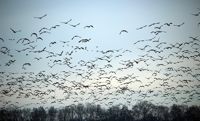 “30億羽の鳥が消えた”… 渡り鳥に異常行動、人類の食糧危機と“第6の大量絶滅”の始まりなのかの画像1