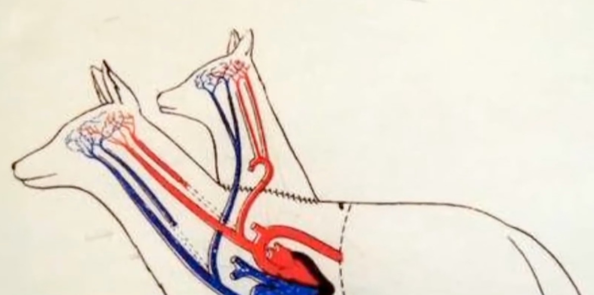 20世紀最大の禁断実験「二つ頭の犬」成犬の首に子犬を移植し、生きたまま繋ぎ合わせた狂気の記録の画像2