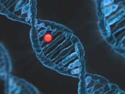 なぜ女性は長生きなのか？1100種の研究が暴いた「モテるオスほど早死にする」進化の宿命