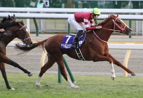 1着賞金5億円のビッグイベント最強馬決定戦ジャパンカップ！10年連続的中の最強集団が推す注目穴馬はコレだ！の画像1