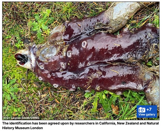 海岸に「リアル・デモゴルゴン」漂着!? 世にも珍しい“7本足のタコ”を発見の画像3