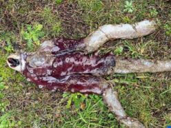 海岸に「リアル・デモゴルゴン」漂着！？ 世にも珍しい“7本足のタコ”を発見