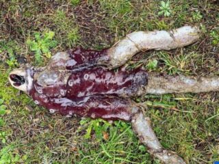 海岸に「リアル・デモゴルゴン」漂着！？ 世にも珍しい“7本足のタコ”を発見