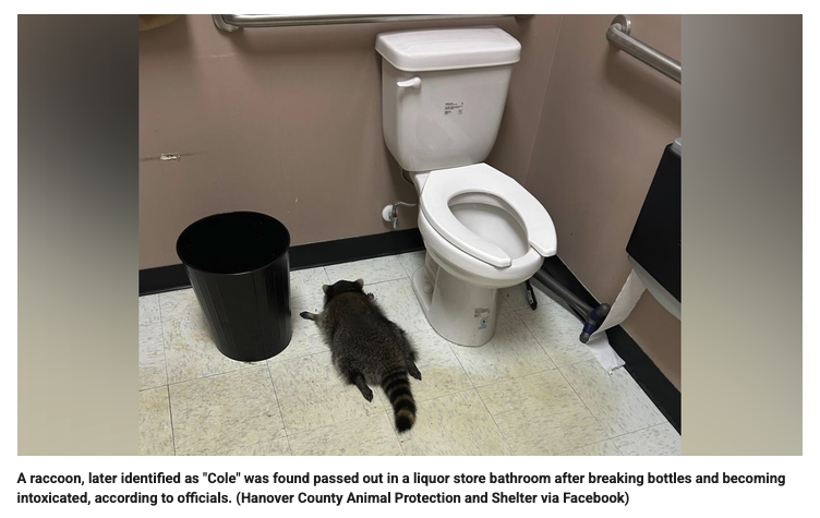【珍事】酒屋のトイレで“泥酔”したアライグマを発見! 天井から侵入し、暴れ回った末の「二日酔い逮捕劇」の画像1