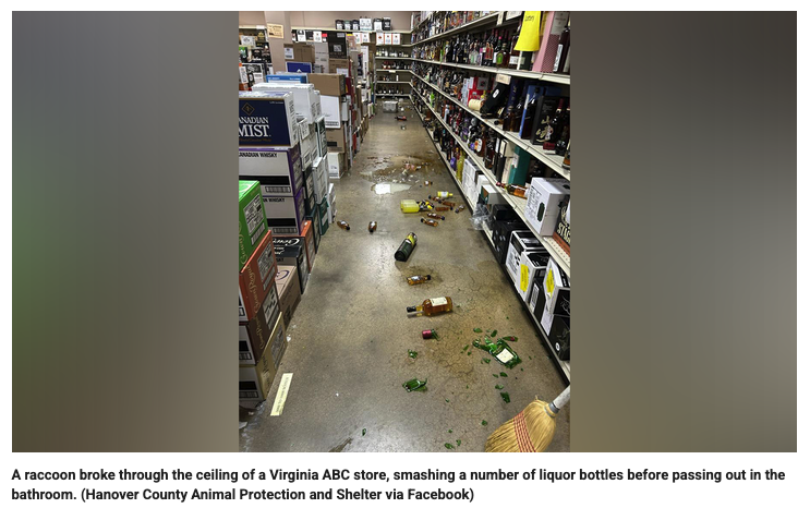 【珍事】酒屋のトイレで“泥酔”したアライグマを発見! 天井から侵入し、暴れ回った末の「二日酔い逮捕劇」の画像2