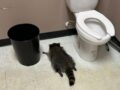 【珍事】酒屋のトイレで“泥酔”したアライグマを発見