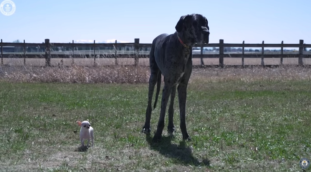 2025年に認定された「ヤバすぎるギネス世界記録」眼球が19mm飛び出す男、舌の長さ10cmの女性の画像4