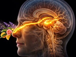 記憶力が226%アップ？ “寝ている間に匂いを嗅ぐ”だけの脳トレが凄すぎる！アルツハイマー予防にも！？