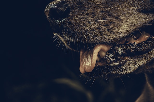 腎臓移植を受けた男性が「狂犬病」で死亡… 原因はドナーが負った“スカンクの引っ掻き傷”だったの画像3