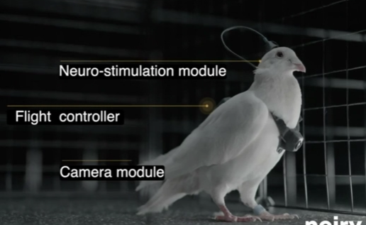 脳にチップを埋め込まれた「スパイ鳩」ロシアが開発する生体ドローンは“自爆する鳥”の悪夢へと変わるのかの画像1