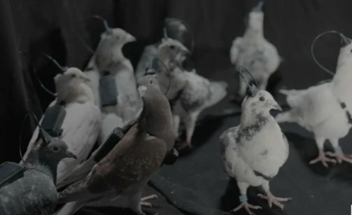 脳にチップを埋め込まれた「スパイ鳩」ロシアが開発する生体ドローンは“自爆する鳥”の悪夢へと変わるのかの画像2